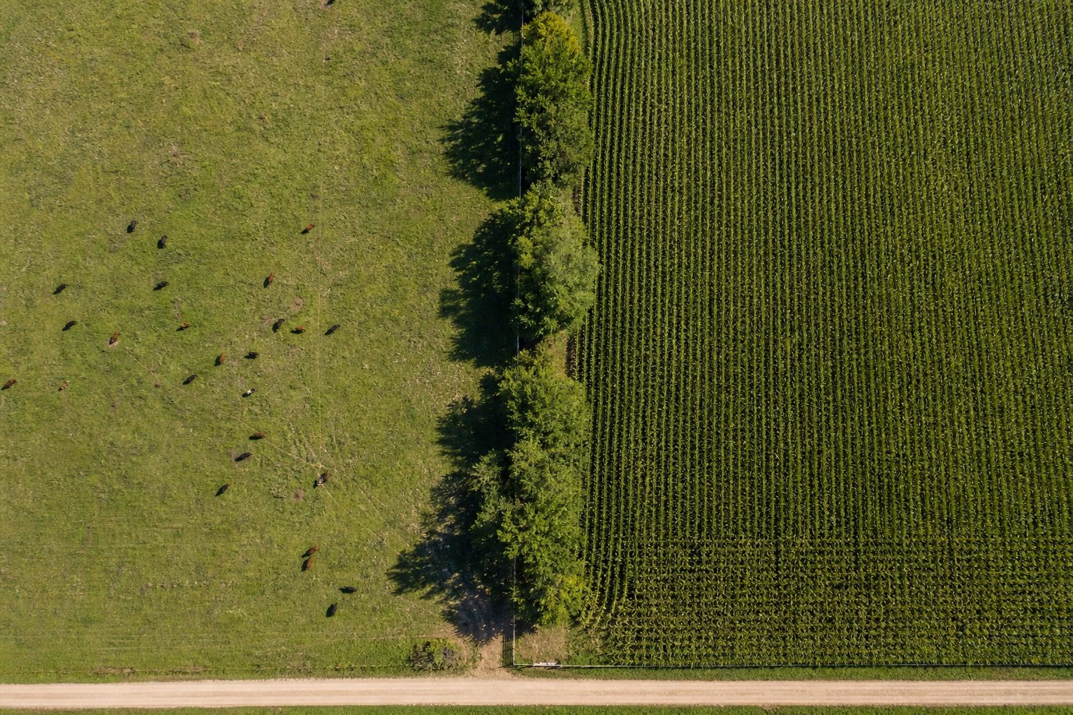Vista aérea de uma terra dividida em duas partes por uma cerca e uma fileira de árvores
